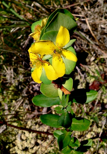 {Hypericum crux-andreae}